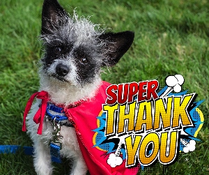 A small black and white dog wearing a red cape sits on grass. Bold comic-style text next to the dog reads, “SUPER THANK YOU” with colorful decorations and action lines.