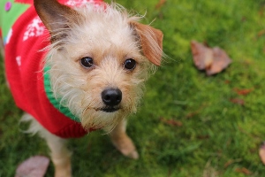 Small, scruffy dog wearing a red and green sweater stands on green grass, looking up with alert eyes. A few brown leaves are scattered on the ground nearby.
