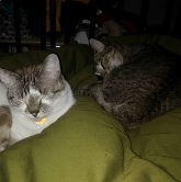 Two cats are lying on a green blanket. One is a light-colored cat with dark markings and a yellow collar, and the other is a darker tabby cat. Both cats appear to be resting comfortably.
