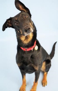 A black and tan dog with one ear up and one ear down sits on a light blue background, wearing a red collar and looking up with its head tilted to the side.