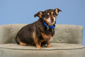 A small, brown and tan dog with a blue collar sits on a light green, tufted chair against a plain blue background.