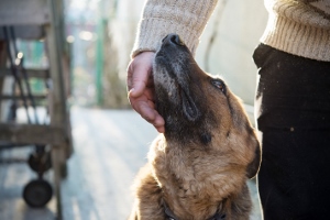 A brown dog looks up affectionately as a person in a beige sweater gently strokes its chin, standing outside in soft sunlight.
