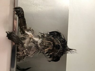 A small, wet dog stands with its front paws on the edge of a bathtub, looking up with wide eyes. Its fur is soaked and matted from a bath, and the background shows a tiled wall.