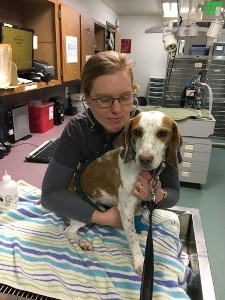 A woman wearing glasses holds a brown and white dog on a striped towel in a veterinary clinic, surrounded by medical equipment and cabinets.