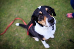 A black, white, and brown dog sits on green grass, looking up with a curious expression. A red leash is attached to its harness, and a blurred person’s feet are visible in the background.