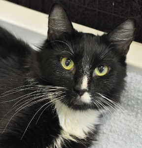 A black and white cat with striking yellow-green eyes lies on a soft, light-colored surface, looking directly at the camera. Its fur is mostly black with white markings on its chest, nose, and mouth.