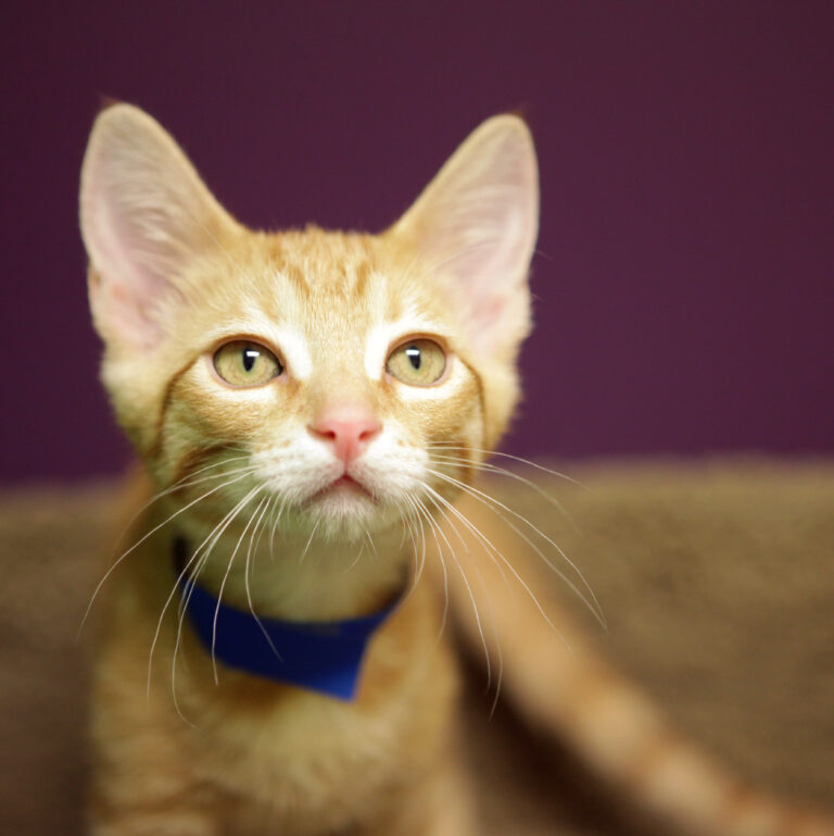 A close-up of an orange tabby kitten with a blue collar, sitting on a soft beige surface against a purple background. The kitten looks alert with wide, curious eyes facing forward.
