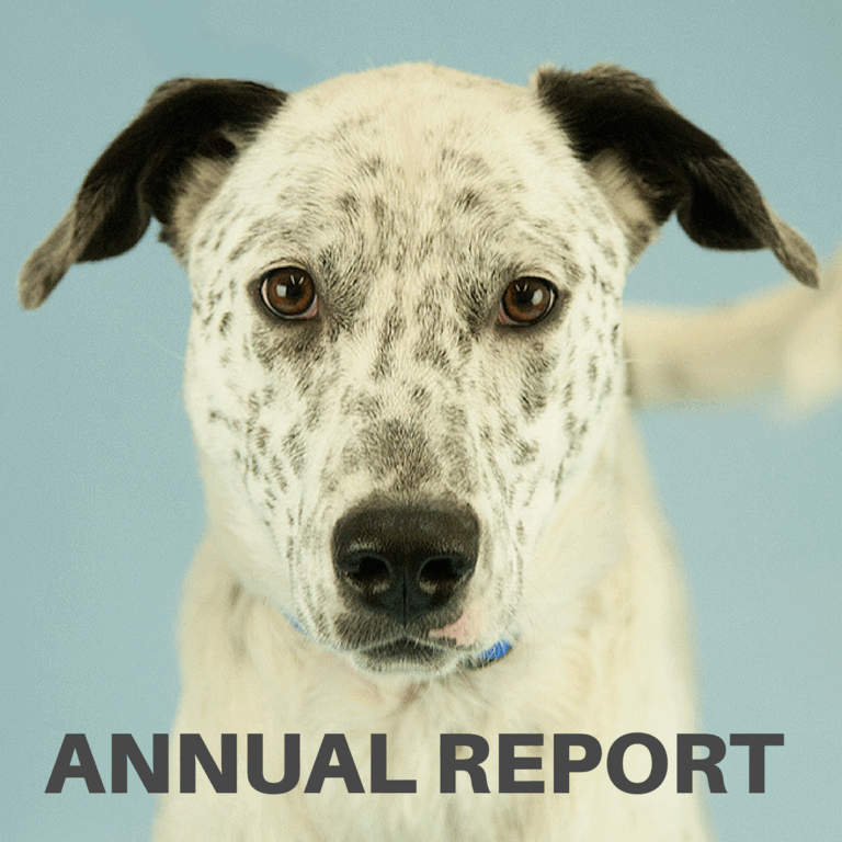 A close-up of a white dog with black spots and floppy ears against a light blue background. The words ANNUAL REPORT are written in bold letters at the bottom of the image.