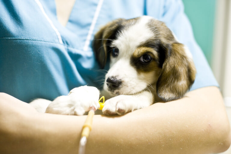 A small puppy with brown and white fur lies in the arms of a person wearing blue scrubs. The puppy has an intravenous (IV) line attached to its paw, suggesting it is receiving medical care.