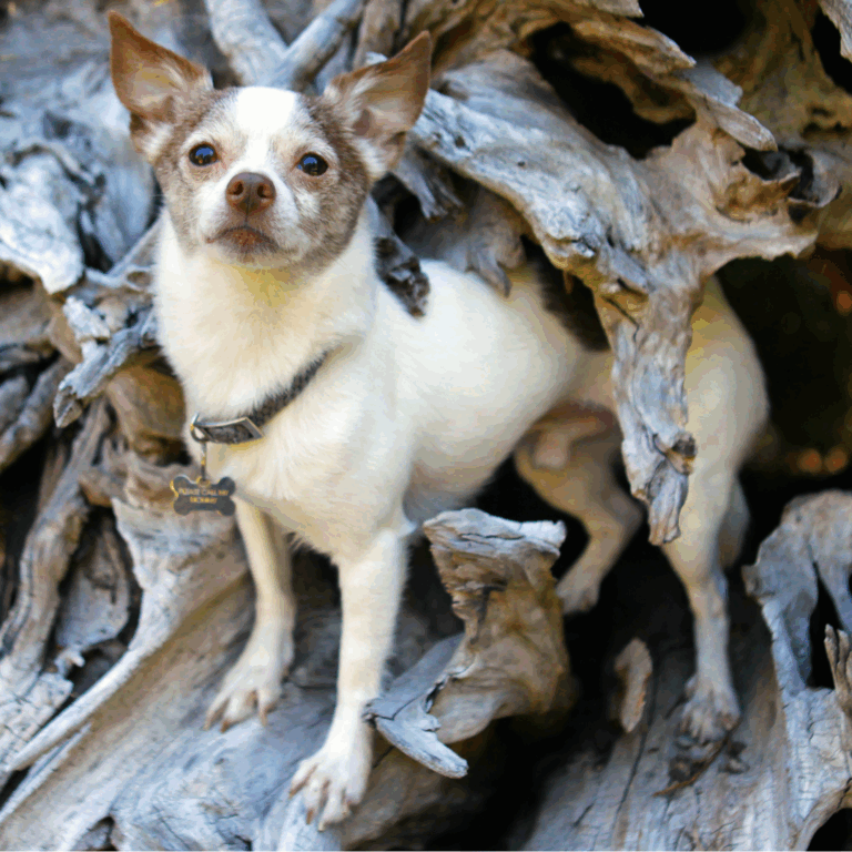 A small white and brown dog with upright ears stands alert among large, twisted pieces of driftwood, looking directly at the camera.