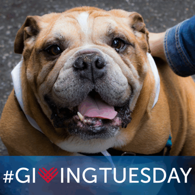 A happy brown and white bulldog looks up while being petted, its mouth open and tongue out. The bottom of the image features the text #GivingTuesday with a heart incorporated into the V.