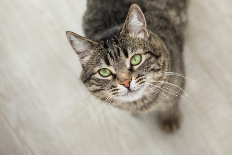 A close-up view of a tabby cat with green eyes looking up, standing on a light-colored floor. The cat’s whiskers are prominent and its fur is a mix of brown, black, and grey stripes.