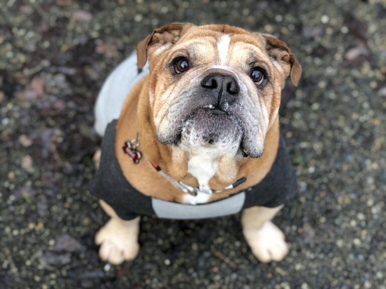 A brown and white bulldog wearing a gray and black sweater sits on a gravel ground, looking up at the camera with a curious expression.