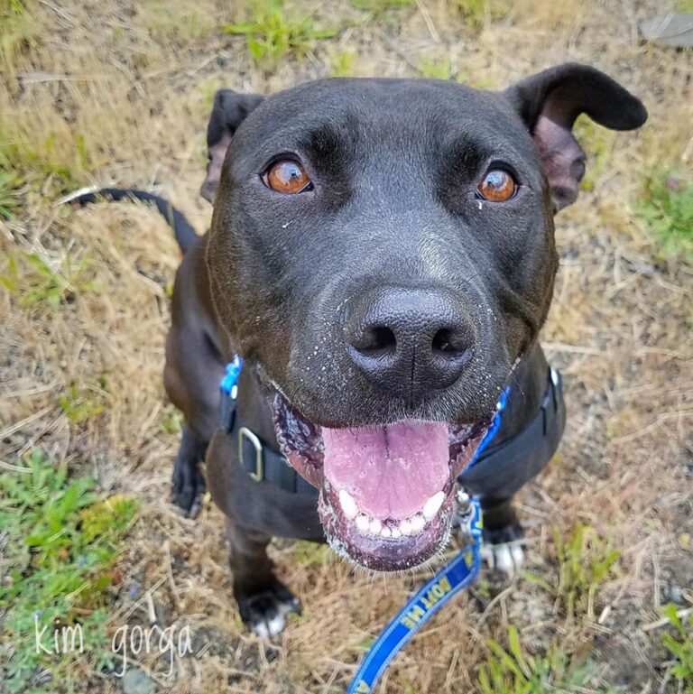 A happy black dog with a shiny coat sits on dry grass, wearing a blue harness and looking up with its mouth open and tongue slightly out.