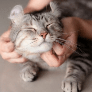 Happy cat being scratched