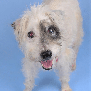 photo of white, scruffy dog