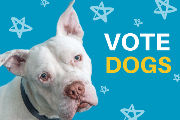 vote dogs
