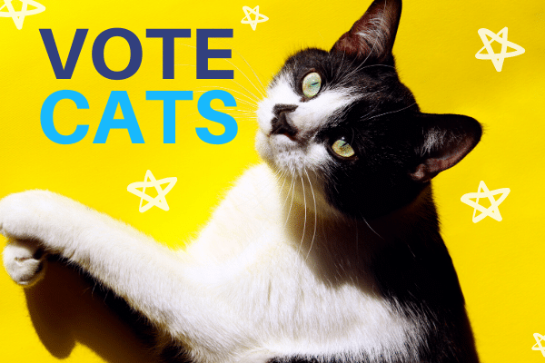 vote cats