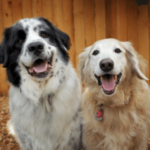 two dogs, calendar cover