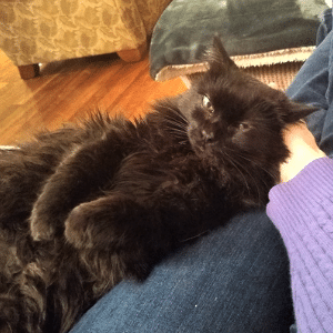 sassafras, a black cat, lounging