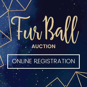 fur ball auction online registration button