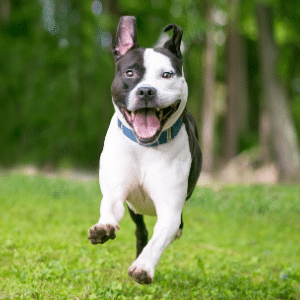 annual report image of dog running