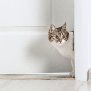 cat entering through doorway