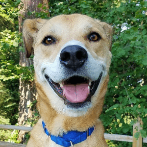 the face of roxy, a tan and white lab mix