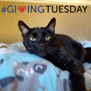 giving tuesday cat