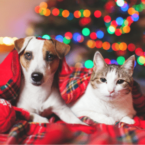 holiday dog and cat