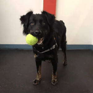 Sam with tennis ball