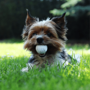 dog with golf ball