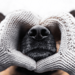 Dog nose with hands forming a heart