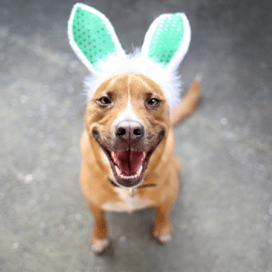 dog with bunny ears