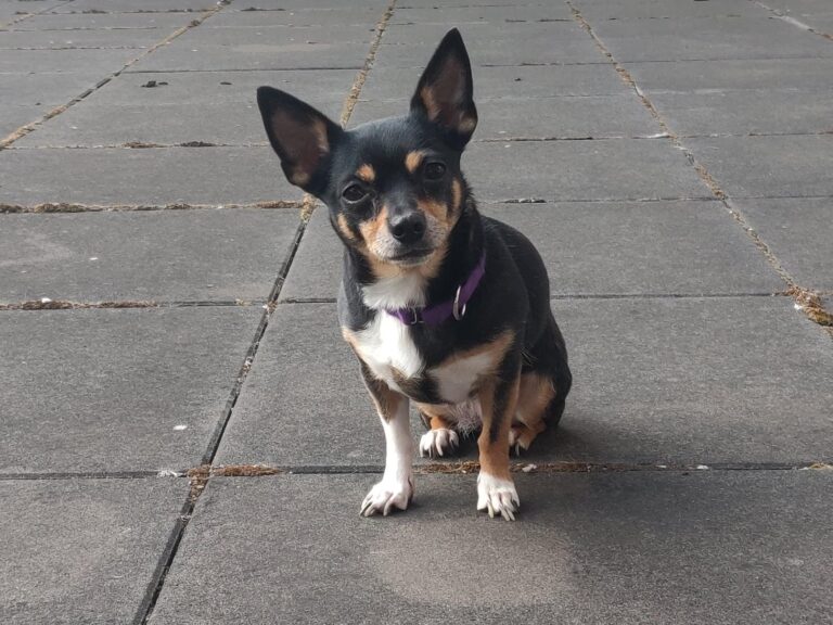 A small black and tan dog with white markings and a purple collar sits on gray pavement, looking directly at the camera with upright ears.