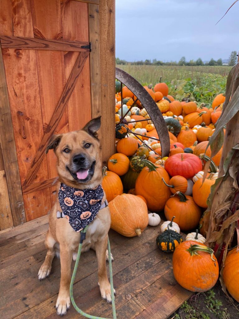 A happy brown dog wearing a Halloween-themed bandana sits on a wooden porch in front of a pile of orange and white pumpkins near a wooden door and a wagon wheel in a pumpkin patch.