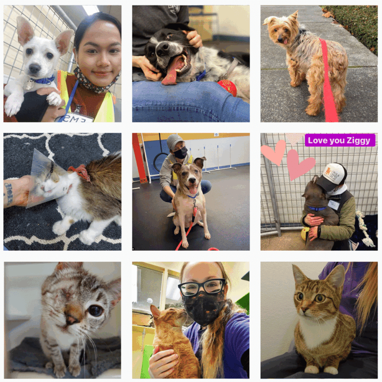 A collage of nine photos featuring various cats and dogs, some with people, including pets with unique needs and a Love you Ziggy message with pink hearts in the top right photo.