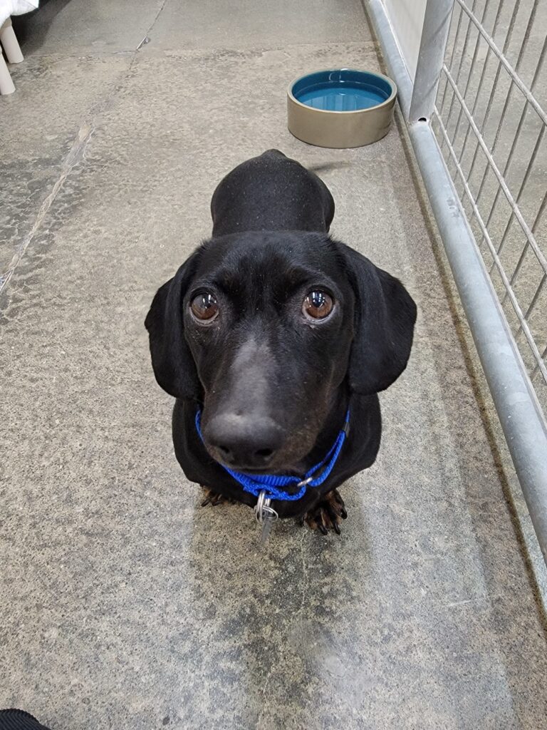 A black dachshund with a blue collar sits on a concrete floor, looking up with wide, shiny eyes. A metal water bowl is behind the dog, next to a metal fence.
