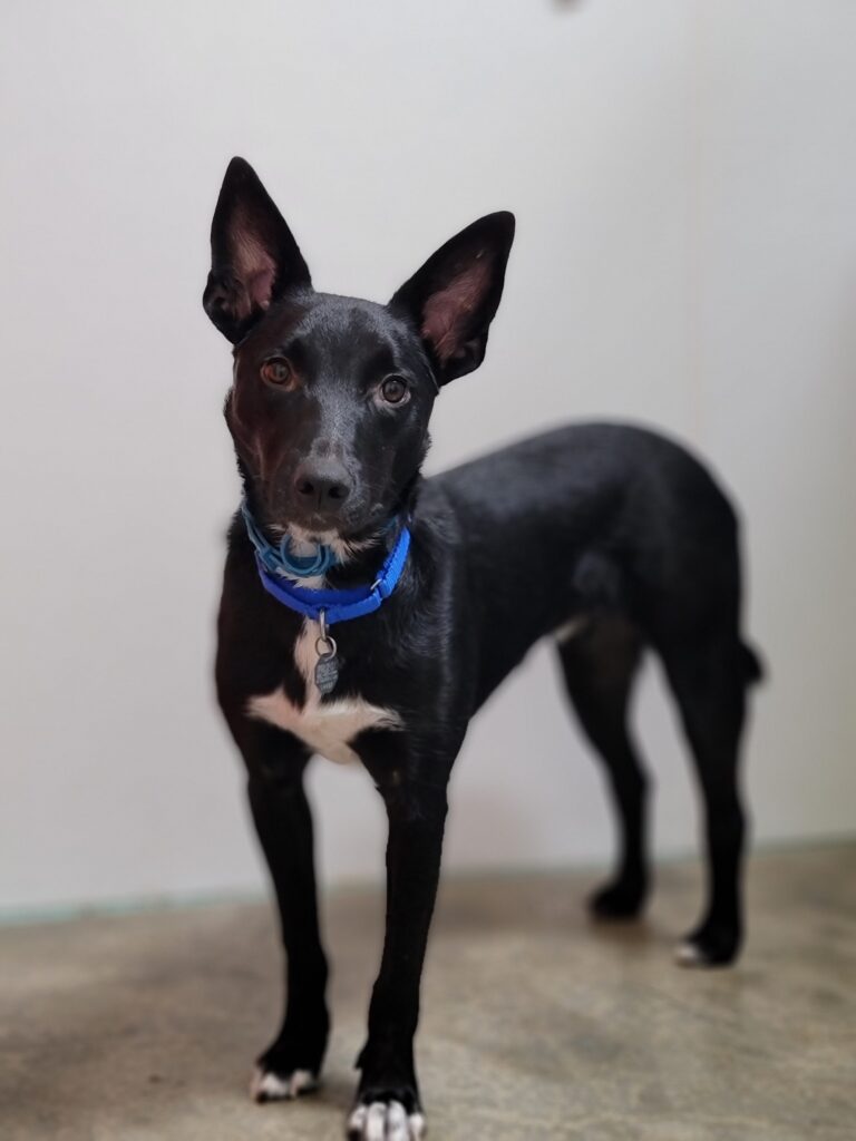 A black dog with white markings on its chest and paws stands on a concrete floor, wearing a blue collar with tags, in front of a plain white wall. The dog is looking directly at the camera with ears perked up.