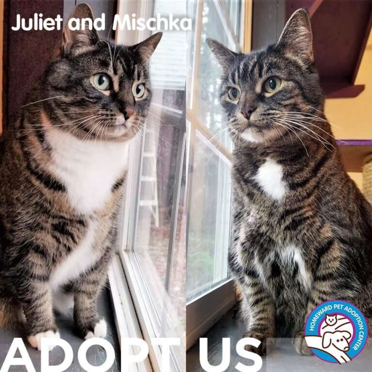 Side-by-side photos of two tabby cats with white chests, Juliet and Mischka, sitting by windows. Text reads ADOPT US. Homeward Pet Adoption Center logo is in the corner.