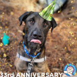 Dog with party hat and confetti and text: 33rd Anniversary