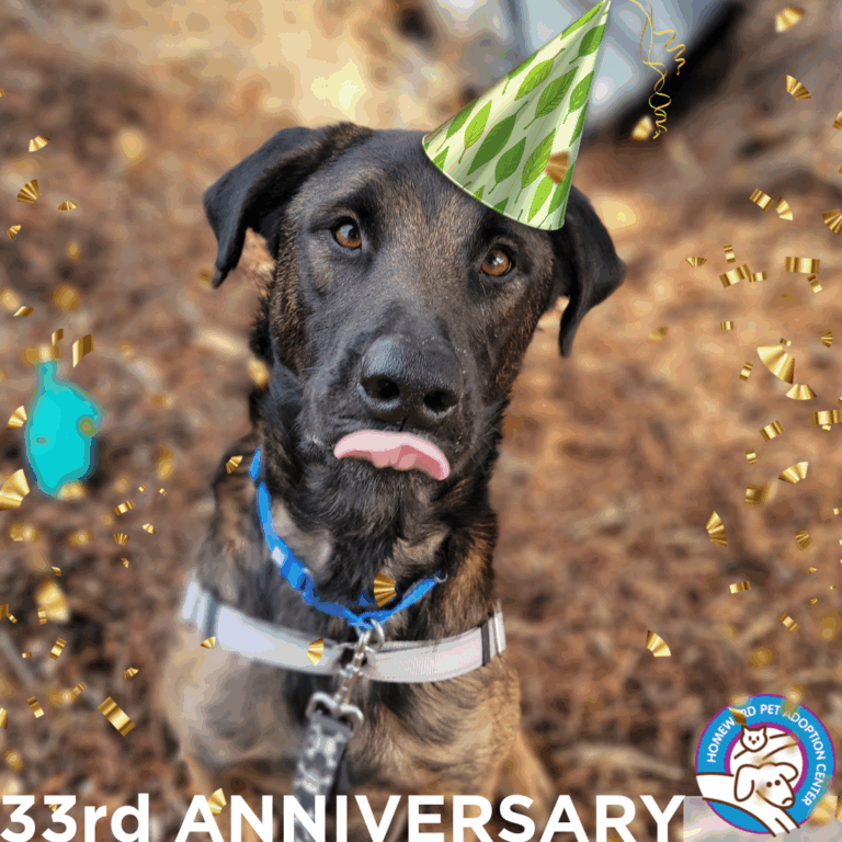 A dog wearing a green party hat with gold confetti around, sitting outdoors and licking its nose. Text reads 33rd ANNIVERSARY with an animal adoption center logo in the corner.
