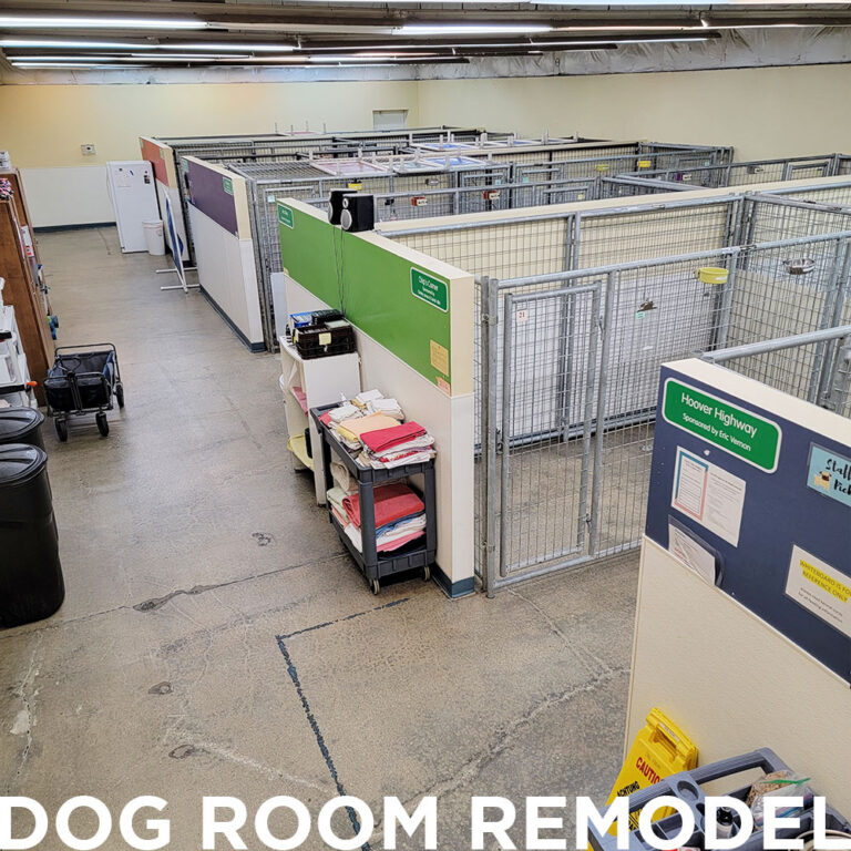 Large indoor room with spacious kennels separated by tall fences and colorful walls, office supplies on shelves, and carts along the left side. The text “DOG ROOM REMODEL” appears at the bottom of the image.