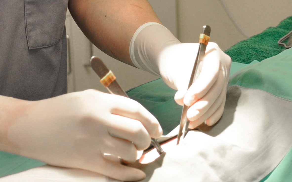 rubber gloves on veterinarian's hands about to make an incision