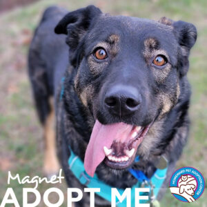 Black and tan shepherd with tongue hanging sideways out of his mouth. Text: Magnet - Adopt Me