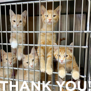 Five orange calicos in a kennel. Text: Thank you!