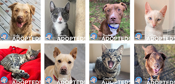 Photos of cats and dogs adopted recently