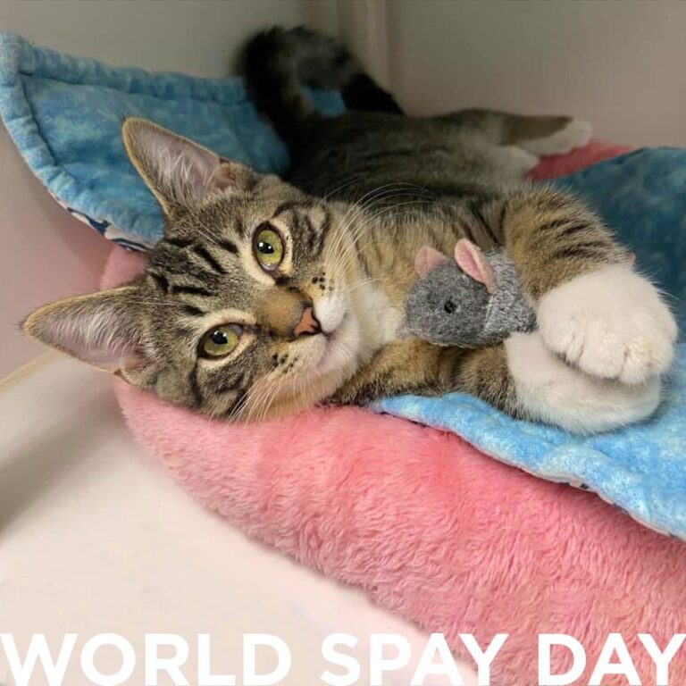 A tabby cat lies on a pink bed with a blue blanket, cuddling a gray toy mouse. The words WORLD SPAY DAY are written in bold white letters at the bottom of the image.
