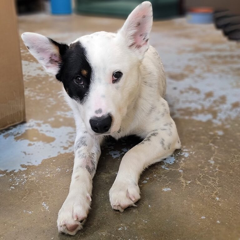 A white dog with black spots and a black patch over its left eye lies on a concrete floor, looking up with its head tilted slightly to one side.