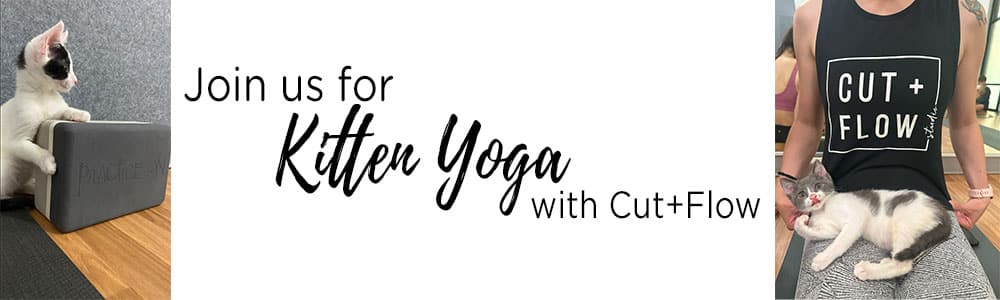 Join us for Kitten Yoga
